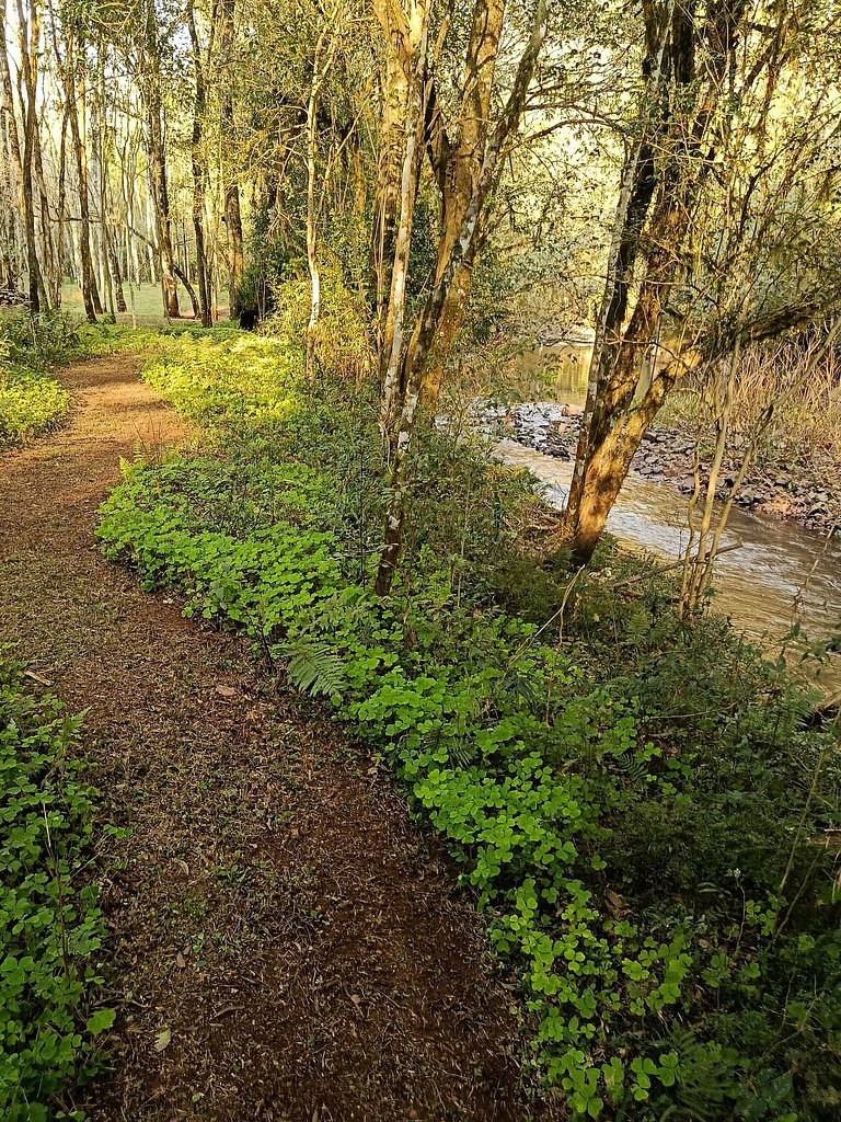 Casa do Bosque: Um lugar cheio de encantos!